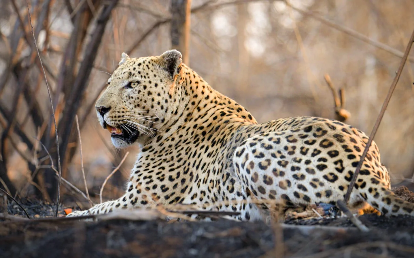 Leopard sighting in the bush