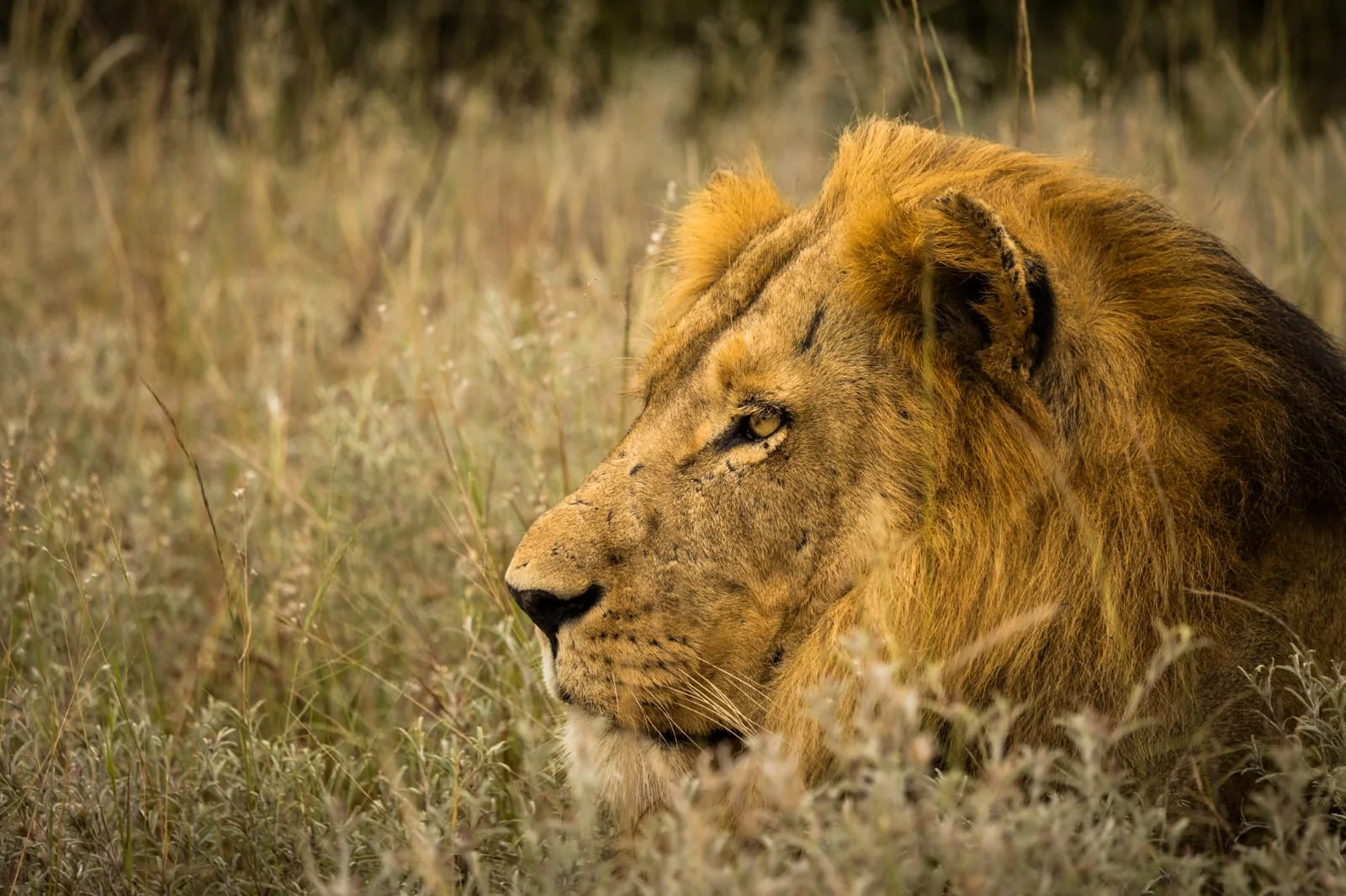 Lion sighting during the safari experience