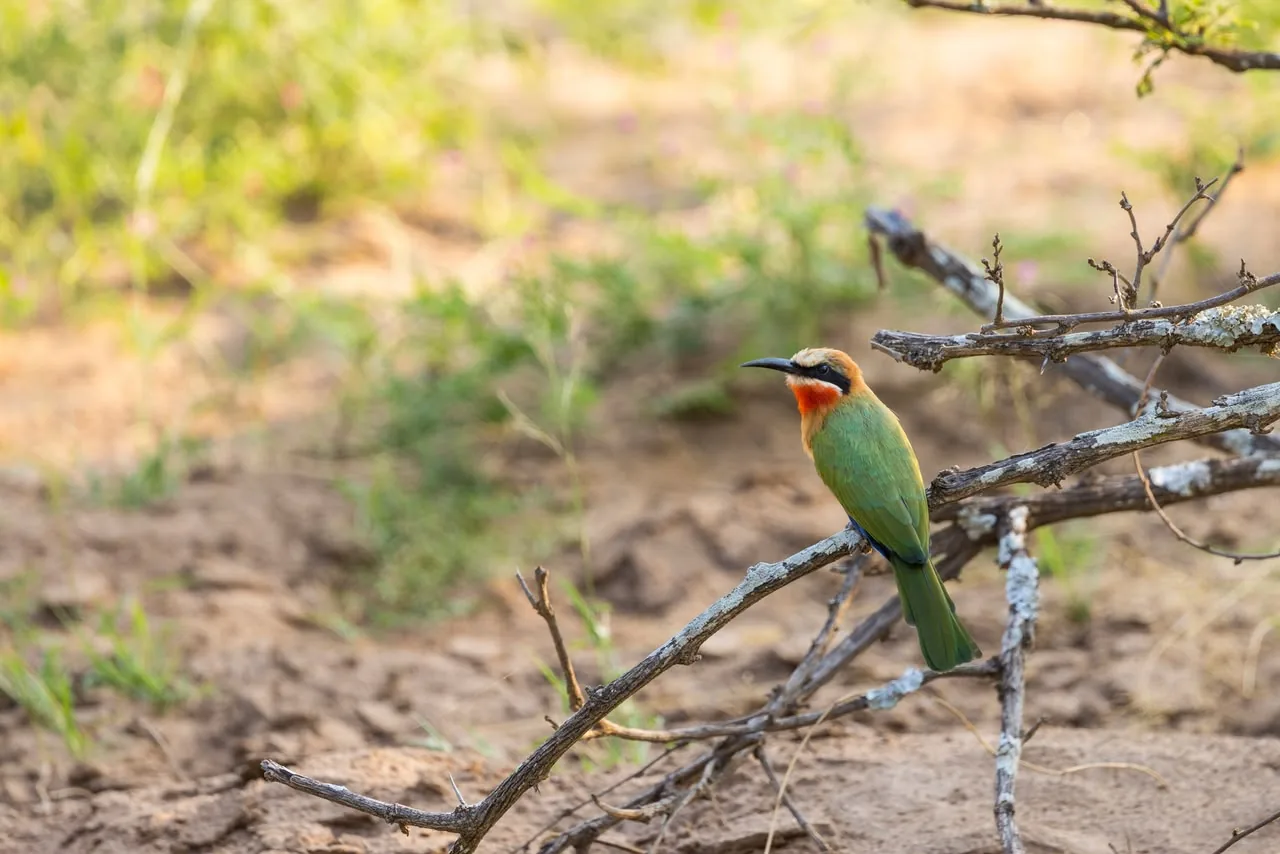 Bird in the bush
